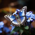 view beautiful butterfly on blue flowers in the garden