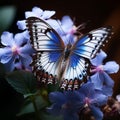 view beautiful butterfly on blue flowers in the garden