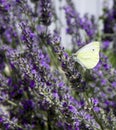 view of a beautiful butterfly with yellow wings sitting on a branch of fragrant lavender against the background of