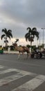 View of a beautiful Camel crossing road with palm trees Royalty Free Stock Photo