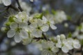 Beautiful cherry blossom blue sky background Royalty Free Stock Photo
