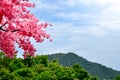 The view of beautiful cherry blossom are pink flowers in the spring season on front of forest and mountain over blue sky Royalty Free Stock Photo