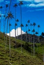 Beautiful cloud forest and the Quindio Wax Palms at the Cocora Valley located in Salento in the Quindio region in Colombia Royalty Free Stock Photo