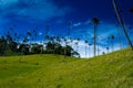 Beautiful cloud forest and the Quindio Wax Palms at the Cocora Valley located in Salento in the Quindio region in