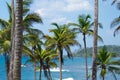 View of beautiful coconut palms Royalty Free Stock Photo