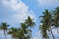 View of beautiful coconut palms. Beautiful blue sky Royalty Free Stock Photo