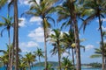 View of beautiful coconut palms. Beautiful blue sky Royalty Free Stock Photo