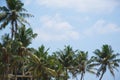 View of beautiful coconut palms. Beautiful blue sky Royalty Free Stock Photo