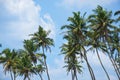 View of beautiful coconut palms. Beautiful blue sky Royalty Free Stock Photo