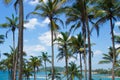 View of beautiful coconut palms Royalty Free Stock Photo