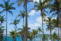 View of beautiful coconut palms Royalty Free Stock Photo