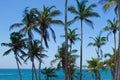 View of beautiful coconut palms Royalty Free Stock Photo