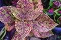 View of a beautiful coleus solenostemon plant in the garden