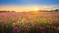 View of beautiful cosmos flower field in sunset time. Royalty Free Stock Photo