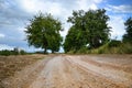 View of a beautiful country scenic road with ripe cherry trees. Cherry alley near field, countryside scene in summertime, Slovakia