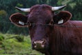 View of a beautiful dark cow in the mountains