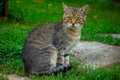 view of a beautiful domestic cat