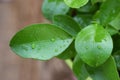 View of beautiful drops of water on the fresh green leaves