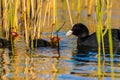 View of beautiful Eurasian coot with babies in a reflective lake Royalty Free Stock Photo