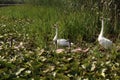 View of beautiful family of swans on a lake with plants Royalty Free Stock Photo