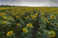 View of a beautiful field of sunflowers Royalty Free Stock Photo