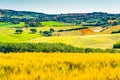 View of the beautiful field of wheat and flowers in tuscany Royalty Free Stock Photo