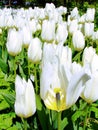 View of a beautiful field of white tulips Royalty Free Stock Photo