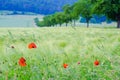 View on the beautiful field with young wheat heads, red puppies and agricultural fields Royalty Free Stock Photo