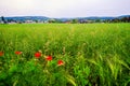 View on the beautiful field with young wheat heads, red puppies and houses in a village Royalty Free Stock Photo