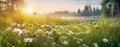 View of beautiful flower field in sunset time. Generative AI Royalty Free Stock Photo