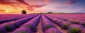 View of beautiful flower field in sunset time. Generative AI Royalty Free Stock Photo