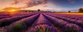 View of beautiful flower field in sunset time. Generative AI Royalty Free Stock Photo