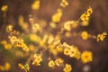 A view of beautiful flowers in the garden. Arounded by grass. Park. Soft focus Royalty Free Stock Photo