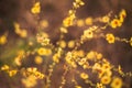 A view of beautiful flowers in the garden. Arounded by grass. Park. Soft focus Royalty Free Stock Photo