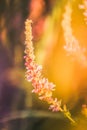 A view of beautiful flowers in the garden. Arounded by grass. Park. Soft focus Royalty Free Stock Photo