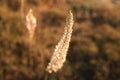 A view of beautiful flowers in the garden. Arounded by grass. Park. Soft focus Royalty Free Stock Photo