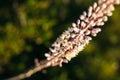 A view of beautiful flowers in the garden. Arounded by grass. Park. Soft focus Royalty Free Stock Photo