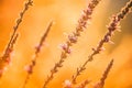 A view of beautiful flowers in the garden. Arounded by grass. Park. Soft focus Royalty Free Stock Photo