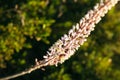 A view of beautiful flowers in the garden. Arounded by grass. Park. Soft focus Royalty Free Stock Photo