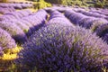 View beautiful flowers in lavander fields in Kuyucak, Isparta, T