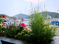 Greece, Halkidiki Port view with Sailing Boats through flowers