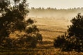 View of beautiful fog in the morning. Flock of sheep and silhouettes of trees. Hills in the Beskids, Poland in the autumn Royalty Free Stock Photo