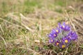 Pasque-flower forest wild flower