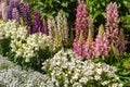 View of beautiful full bloom Wisteria blossom trees and Lupinus and multiple kind of flowers in springtime sunny day Royalty Free Stock Photo