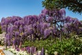 View of beautiful full bloom Wisteria blossom trees and Lupinus and multiple kind of flowers in springtime sunny day Royalty Free Stock Photo