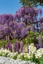 View of beautiful full bloom Wisteria blossom trees and Lupinus and multiple kind of flowers in springtime sunny day Royalty Free Stock Photo