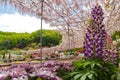 View of beautiful full bloom Wisteria blossom trees and Lupinus and multiple kind of flowers in springtime sunny day Royalty Free Stock Photo
