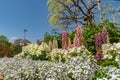 View of beautiful full bloom Wisteria blossom trees and Lupinus and multiple kind of flowers in springtime sunny day Royalty Free Stock Photo