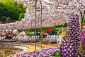 View of beautiful full bloom Wisteria blossom trees and Lupinus and multiple kind of flowers in springtime sunny day Royalty Free Stock Photo