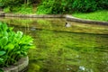 View of beautiful garden with duck in a pond Royalty Free Stock Photo